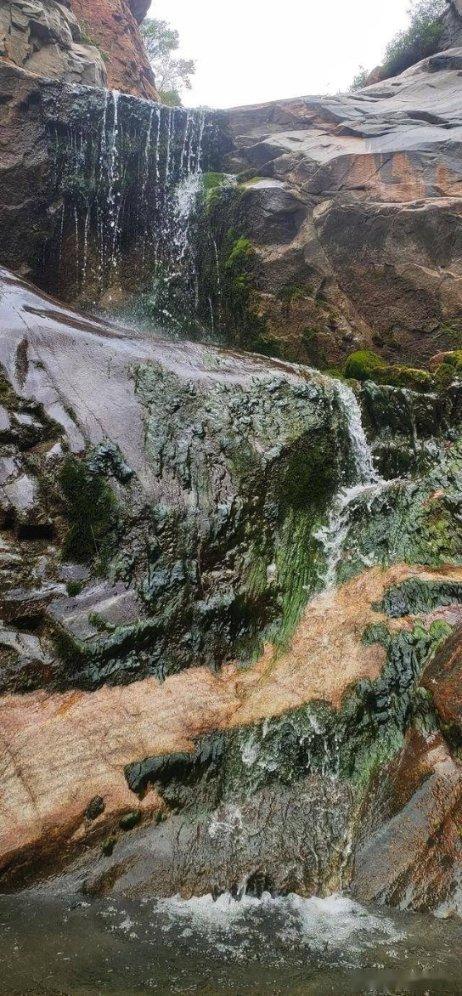 深度解读山红珠叶子发黄是什么原因?,红迪网上最新资讯!